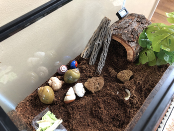 How to Know When It’s Time To Clean Your Hermit Crab Tank – Hermit Crab ...